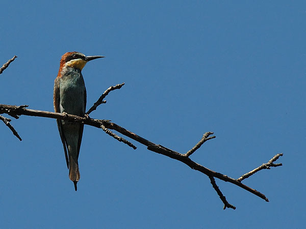 Mehiläissyöjä, European Bee-eater, Merops apiaster